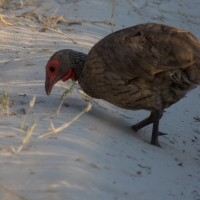 Swainson's spurfowl