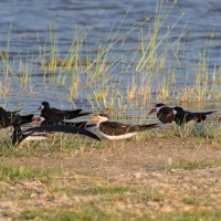 African skimmer