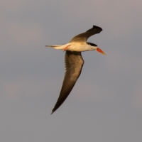 African skimmer