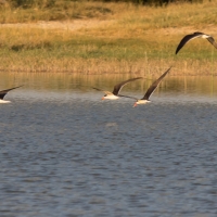 African skimmers