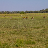 Impala