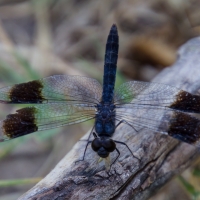 Banded groundling brachythemis leucosticta