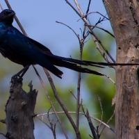 Burchell's starling