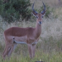 Impala Male