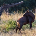 Buck tsessebe antelope