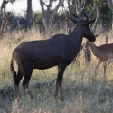 Buck tsessebe antelope
