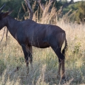 Buck tsessebe antelope