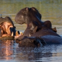 Hippo on River Khwai