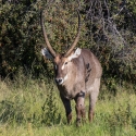 WaterBuck