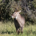 Male Waterbuck