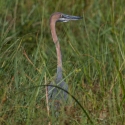 Goliath Heron