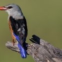 Grey-headed kingfisher