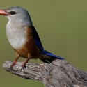 Grey-headed kingfisher