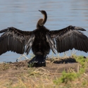 African Darter