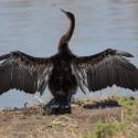 African Darter