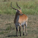 Red Lechwe