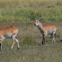 Red Lechwe