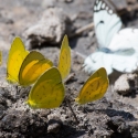 Small grass yellow