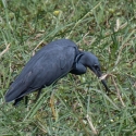 Slaty egret