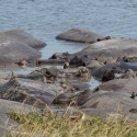 Hippo with oxpeckers