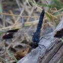 Banded groundling brachythemis leucosticta