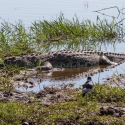 Crocodile