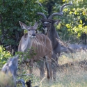 Kudu