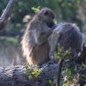 Baboons