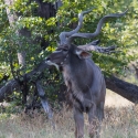 Kudu