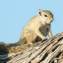 Tree Squirrels