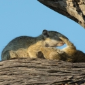 Tree Squirrels