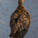 Swainson's spurfowl