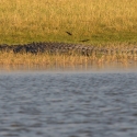 Crocodile