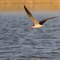 African skimmer