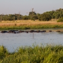 Hippo on River Khwai