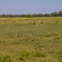 Impala