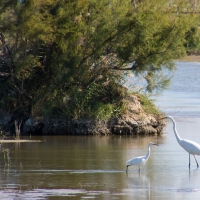 Méjanes en Camargue (Domaine Paul Ricard)