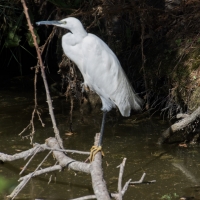 Méjanes en Camargue (Domaine Paul Ricard)