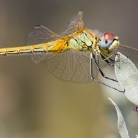 Méjanes en Camargue (Domaine Paul Ricard)