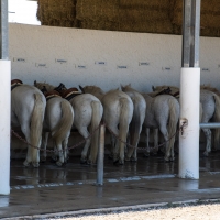 Méjanes en Camargue (Domaine Paul Ricard)