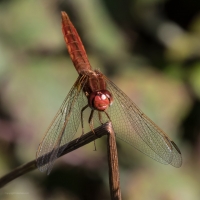 Méjanes en Camargue (Domaine Paul Ricard)