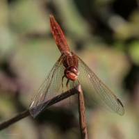 Méjanes en Camargue (Domaine Paul Ricard)