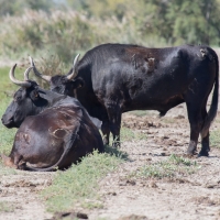 Méjanes en Camargue (Domaine Paul Ricard)