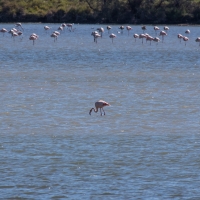 Méjanes en Camargue (Domaine Paul Ricard)