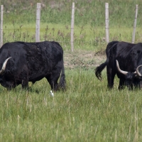 Méjanes en Camargue (Domaine Paul Ricard)