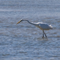 Méjanes en Camargue (Domaine Paul Ricard)