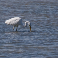 Méjanes en Camargue (Domaine Paul Ricard)