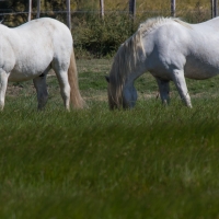 Méjanes en Camargue (Domaine Paul Ricard)