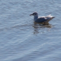 Méjanes en Camargue (Domaine Paul Ricard)