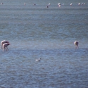 Méjanes en Camargue (Domaine Paul Ricard)